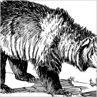Grizzly bear
