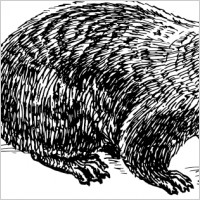 Ground hog
