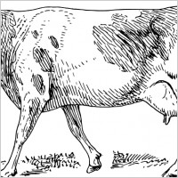 Guernsey cow