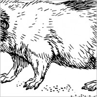 Guinea pig