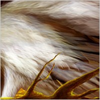 Hawks psd layered material