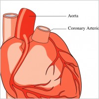 Heart Medical Diagram clip art