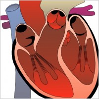 Heart diagram unlabeled