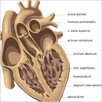 Heart Medical Diagram clip art