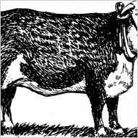 Hereford bull