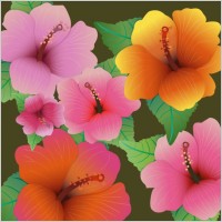hibiscus flowers