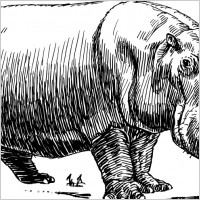 Hippopotamus