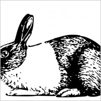 holland rabbit