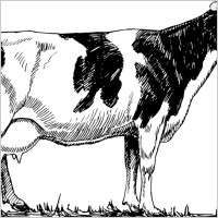 Holstein cow