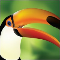 hornbill