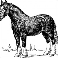 Horse