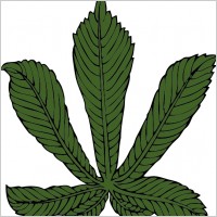 Horse Chestnut Leaf clip art