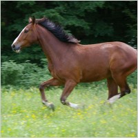 horse gallop animal