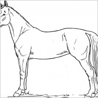 Horse scheme