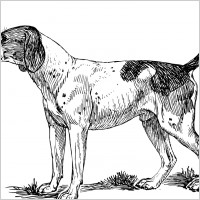 Hound