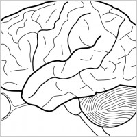 Human Brain Sketch With Eyes And Cerebrellum clip art