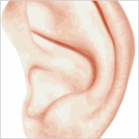 Human Ear clip art