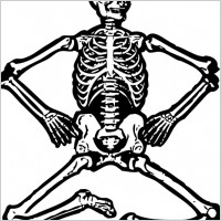 Human Skeleton clip art