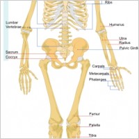 Human Skeleton Front En clip art
