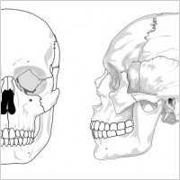 Human Skull No Text No Color clip art