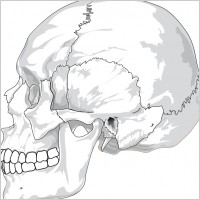 Human Skull Side View clip art