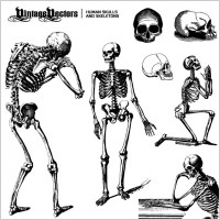 Human Skulls and Skeletons