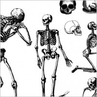 HUMAN SKULLS AND SKELETONS