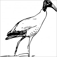 Ibis Bird Walking In Lake clip art