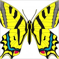 insect 01