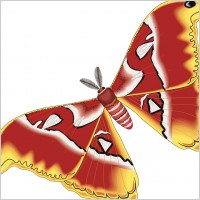 insect 02