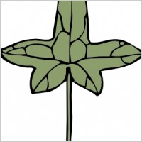 Ivy Leaf clip art
