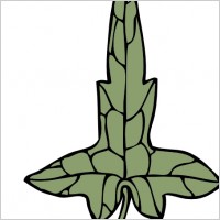 Ivy Leaf clip art