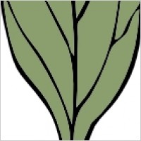 Ivy Leaf clip art