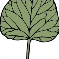 Ivy Leaf clip art