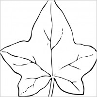 Ivy Leaf Outline
