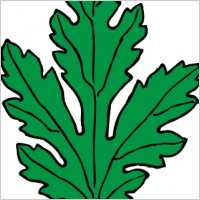 Ivy Leaf Green Chrysanthemum clip art