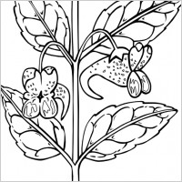 Ku Impatiens Capensis Outline clip art