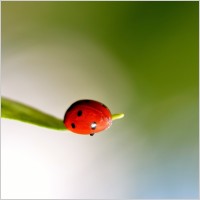 ladybug spring ladybugs