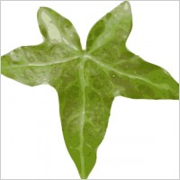 Leaf clip art