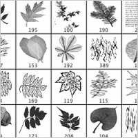 Leaves