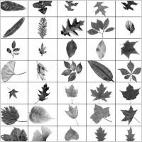 leaves brush
