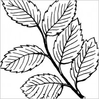 Leaves clip art