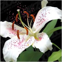 lifelike lily