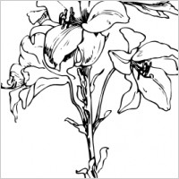 Lily clip art