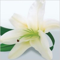 Lily flower vector