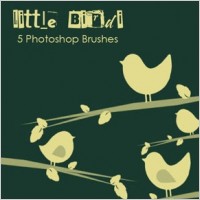 Little Birdi