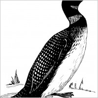 loon clipart