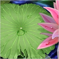 Lotus and water