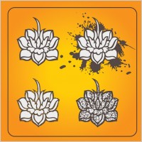 Lotus Flowers