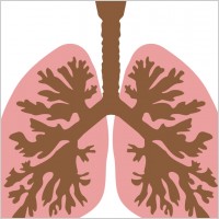 Lungs and bronchus